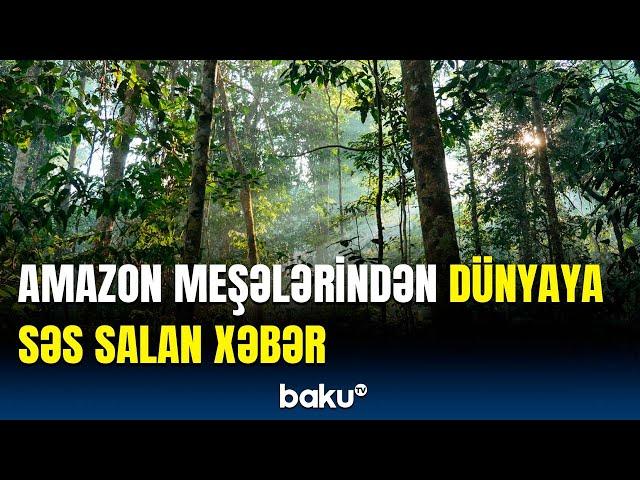 Bir aydan çox çəkən axtarışlar nəticəsini verdi | Amazon meşələrində nələr aşkarlandı?