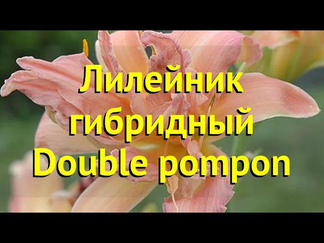 Лилейник гибридный Дабл Пумпон. Краткий обзор, описание характеристик hemerocallis Double pompon