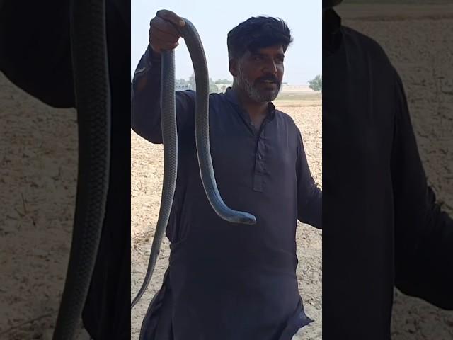 Black Cobra Snake Catching by the Jogi #snake #cobra #snakebite #wildlife