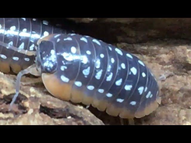 The DANGERS of OVERFEEDING your Isopods