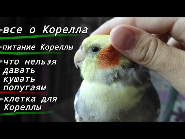 Все о попугаях Корелла! Содержание попугая! Рацион,клетка и что нельзя кушать Кореллам!