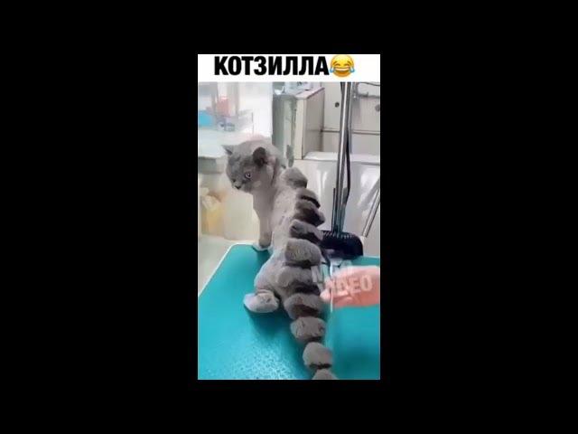 Котзилла