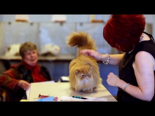 TICA's Kim Tomlin judging Persians in the Alter class