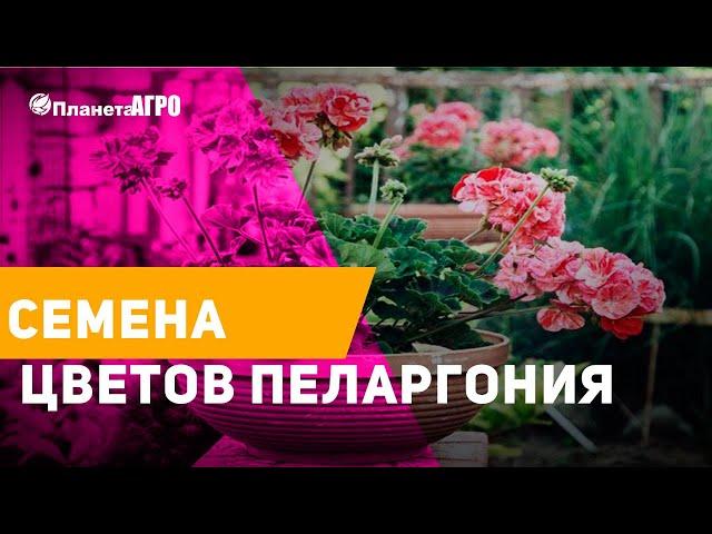  Семена цветов Пеларгония, Герань  Планета Агро