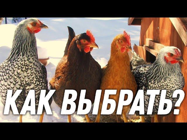 КАК ПРАВИЛЬНО ВЫБРАТЬ ПОРОДУ КУРИЦЫ? / Школа начинающего птицевода №2