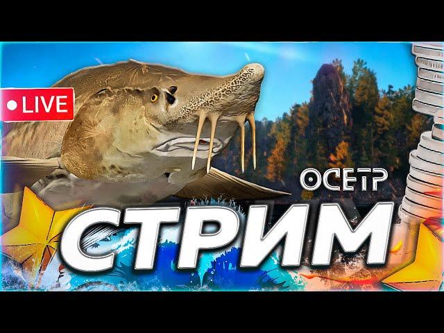 ️ ЛОВЛЯ ГИГАНТОВ ️ ОСЕТР СОМ ТУНГА И АХТУБА  Рулетка & Розыгрыши  СТРИМ Русская Рыбалка 4