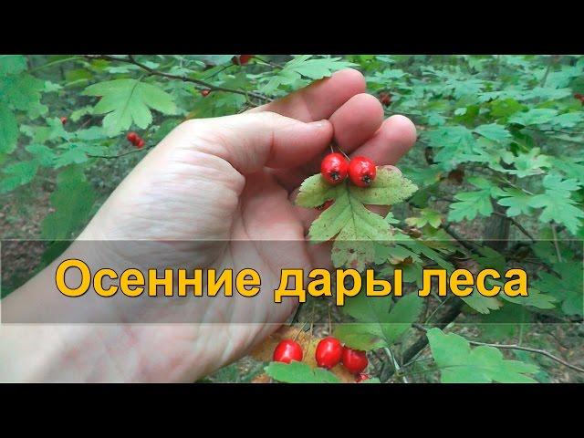  ОСЕННИЕ ДАРЫ ЛЕСА - лесные ягоды и ягодный чай