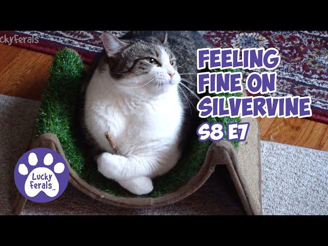 A Hangry Cat, Silvervine Sticks, A Limping Cat - Lucky Ferals S8 E7 - Cat Vlog