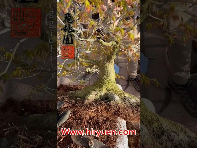 Repotting japanese maple to ensure its good development! P1 #hiryuen #andreameriggioli #bonsai #飛龍園