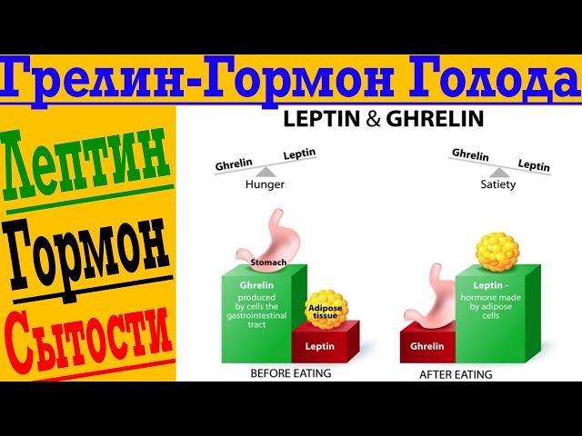 Как похудеть с умом! Грелин – гормон голода! Лептин – гормон сытости!