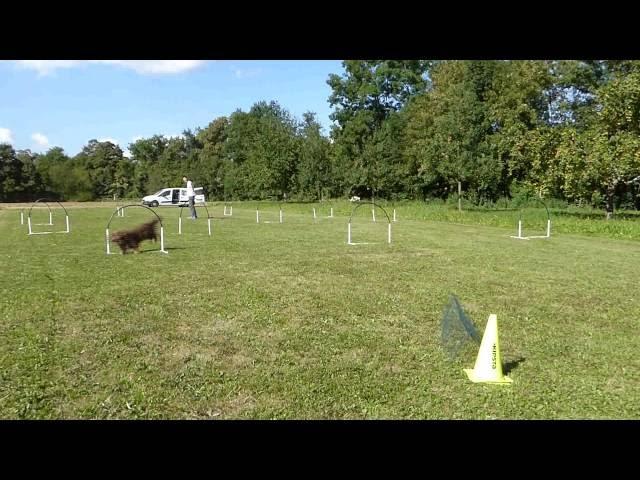 NADAC Hoopers-Agility: Video zur Parcourssammlung (3er Welle)