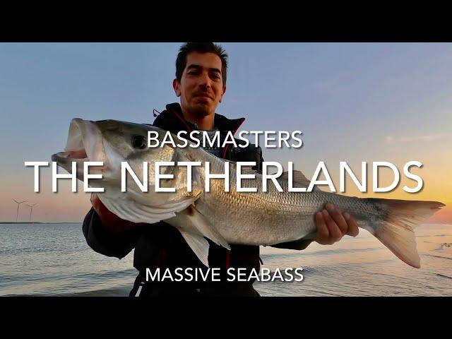 Massive 96cm Sea bass caught in The Netherlands (Catch and Release)