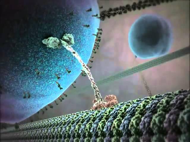Inner Life Of A Cell - Full Version.mkv
