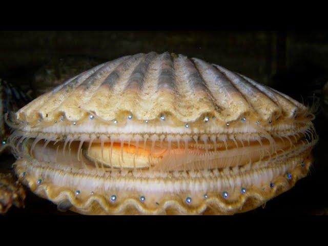 Facts: The Scallop