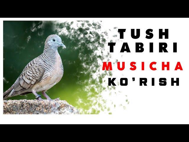 Tushda Musicha Ko'rish Tabiri