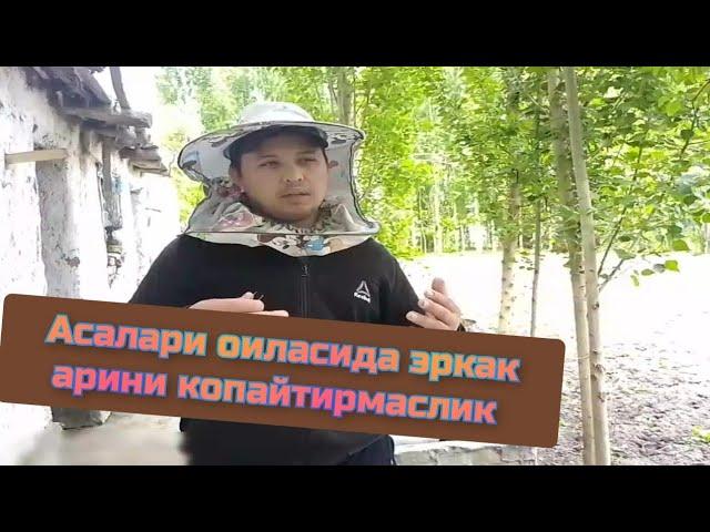 Асалари оиласида эркак арини копайтирмаслик шу оркали асал олишини копайтириш #асал #асаларичилик