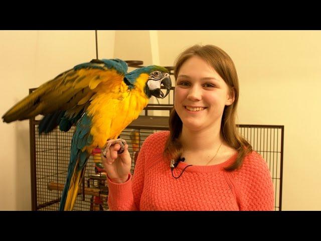 Introducing Rachel the Blue and Gold Macaw in 4K