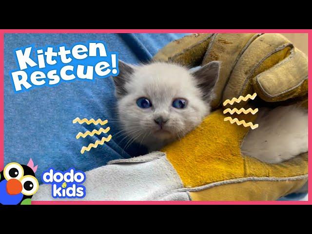 Tiny Kitten Rescued From Roof Loves Snoozing On Shoulders | Rescued! | Dodo Kids