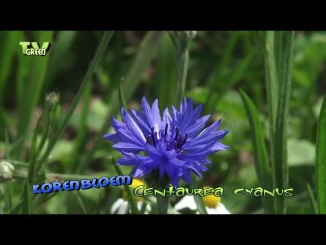 korenbloem -  centaurea cyanus - cornflower