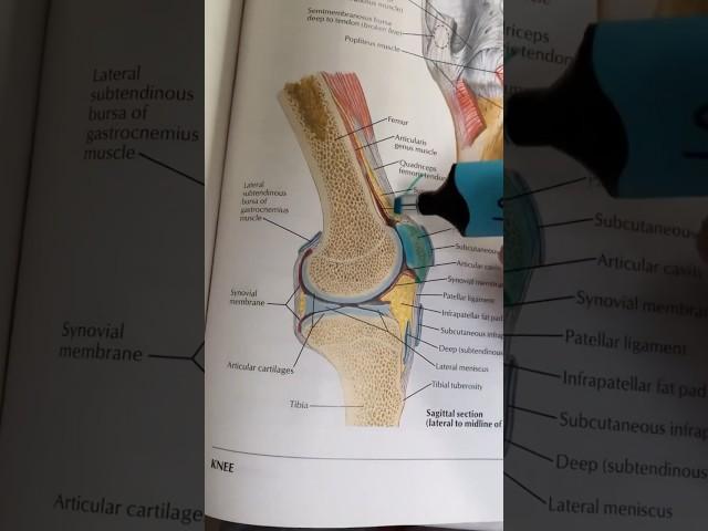 Patellofemoral Joint Pain Exercises