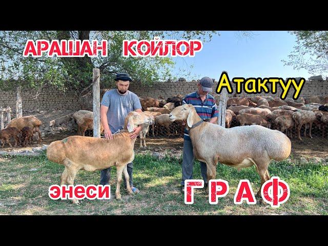 Атактуу ГРАФтын эң биринчи ээси - Азамат ажынын арашан койлору жанан уйлары