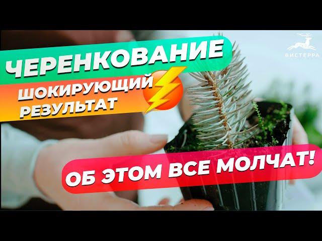 ЧЕРЕНКОВАНИЕ ГОЛУБОЙ ЕЛИ ЗИМОЙ | КАК НАС ДУРЯТ! | РЕЗУЛЬТАТ ЧЕРЕНКОВАНИЯ