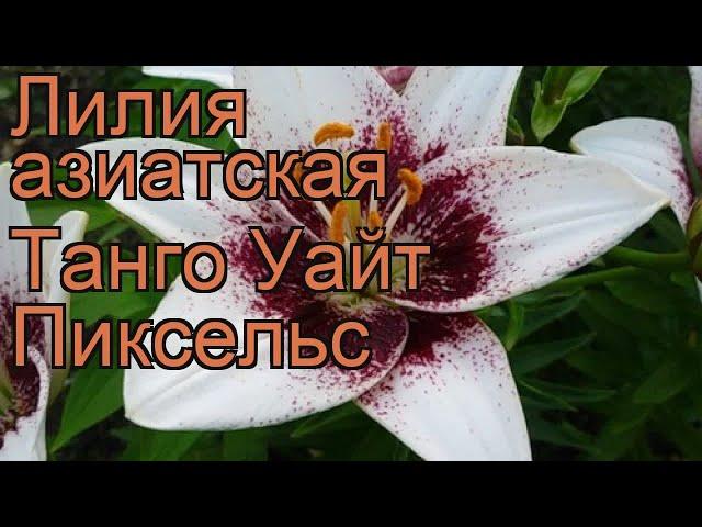 Лилия азиатская (lilium asiatic white pixels)  азиатская лилия обзор: как сажать, луковицы лилии