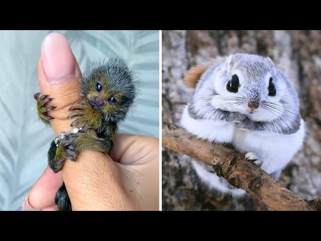 10 Animals That Will Steal Your Heart!