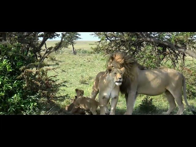 The Lion Family