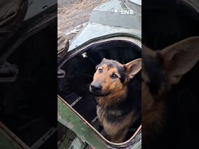 Український водій бронетехніки