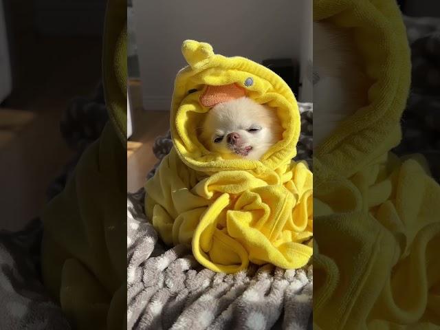 Tiny Chihuahua Cedric’s channel trailer  #dog #chihuahua #singingdog