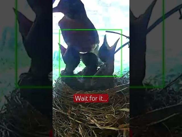What just happened here?? Please explain… #weird #nature #mystery