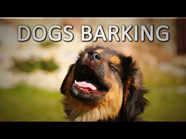 Dogs Barking | 2 Hours