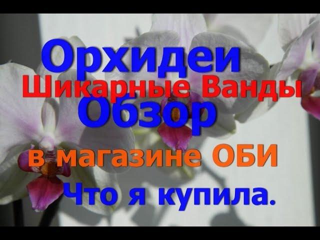 Обзор орхидей.ОБИ-Теплый стан.Шикарные Ванды.Много чего.Что  ж я купила.