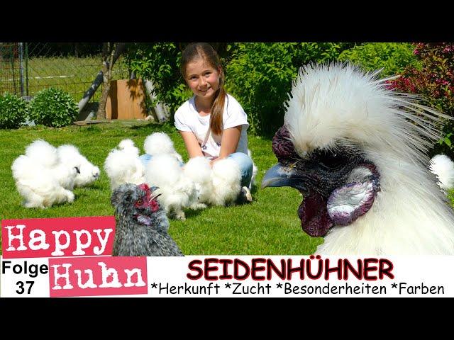 How to breed Silkies - GERMAN VIDEO - fluffy bantam chickens