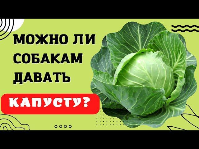  Можно ли собакам давать капусту?