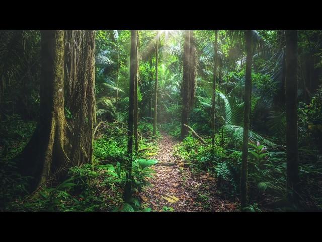 Amazon Rainforest Sounds | South America | Jungle sounds