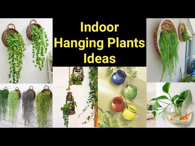 Indoor Hanging Plants Unique Ideas || Pooja's Garden