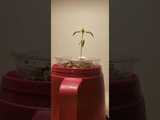 wk 5 sprout update looking dead or dying  growing with boomer learning series