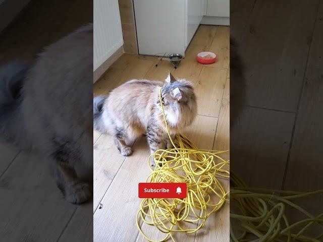 Yellow rope, excerpt 1 | Nafantik  #cat