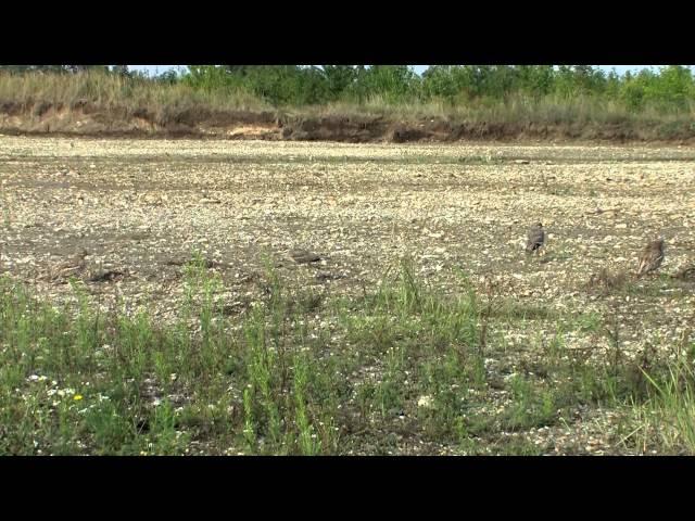 Stone Curlew-family in summer 2014 Austria - Triel-Familie im Sommer 2014 Niederösterreich