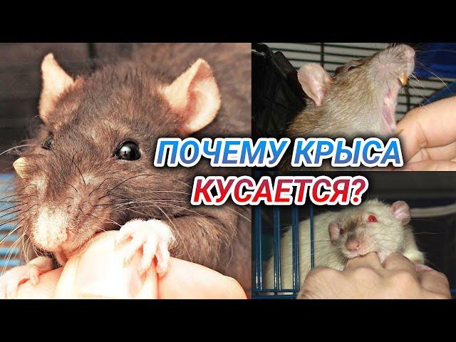 Почему крыса кусается до крови - как отучить крысу кусаться? Крыса укусила человека – что делать?