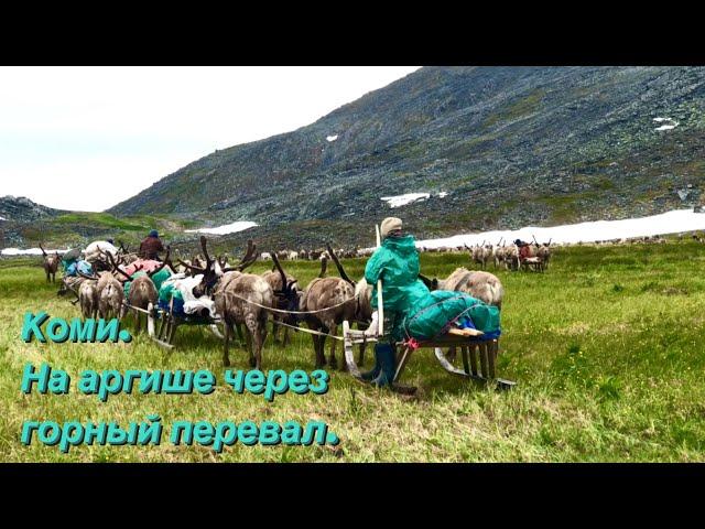 Коми оленеводы. Как перейти через Уральские горы | Изьватас олэм. 06.10.2021