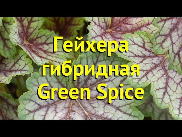 Гейхера гибридная Грин спайс. Краткий обзор, описание характеристик heuchera Green Spice