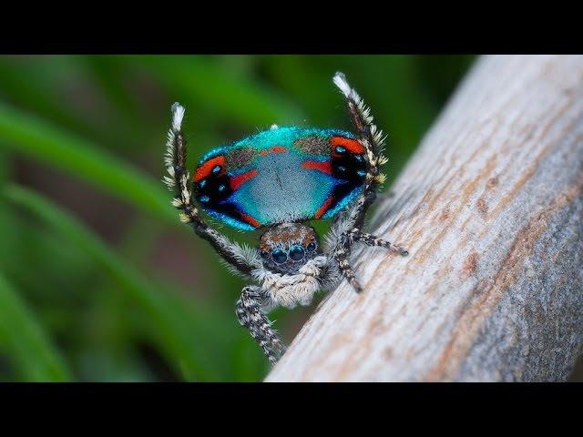 Peacock Spider 10 (Maratus avibus)