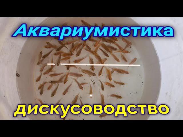 Занятия с дискусами в разводне