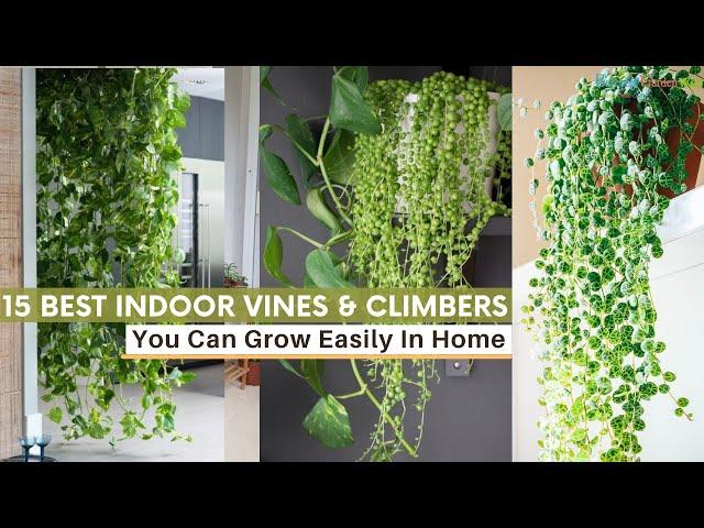 15 Best Indoor Vines & Climbers You Can Grow Easily In Home #vines