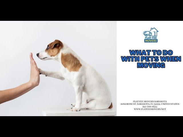 What To Do With Pets When Moving | Flat Fee Movers Sarasota