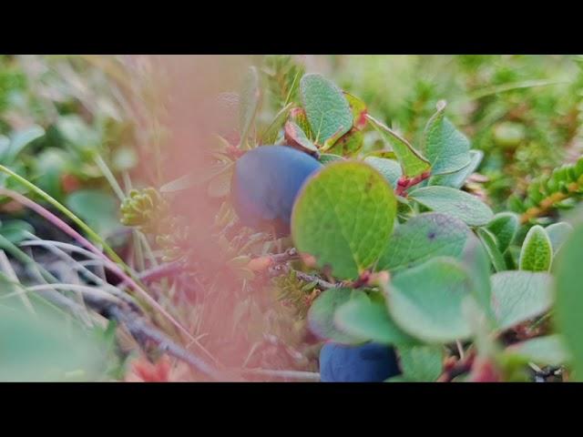 Wild berries in late August #berries #berry berry#icelandic #nature #