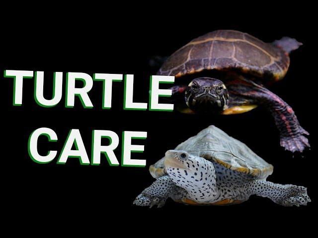 BASIC TURTLE CARE - EVERYTHING you need to know about turtle care for beginners